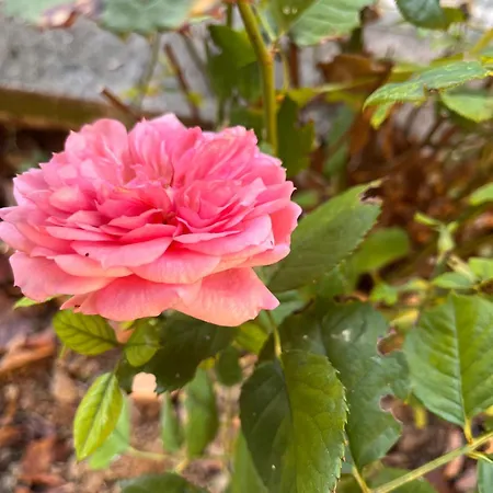 Bloom As You Are-2
